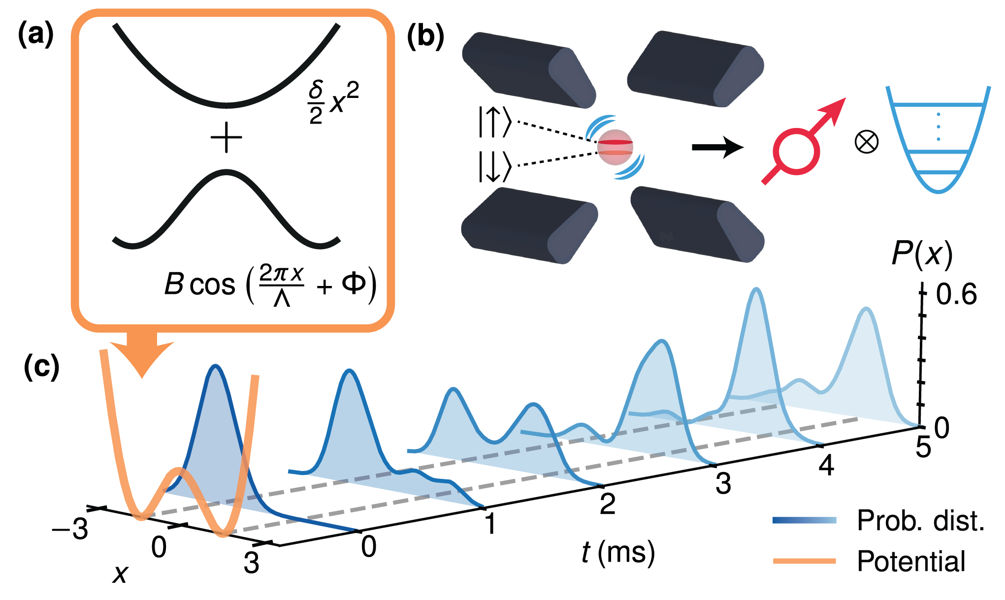 Visual abstract: quantum simulation of dynamics in an anharmonic potential. (a) A double-well potential is synthesised using a parabolic contribution and a cosine contribution from a trigonometric gate. (b) A trapped-ion quantum simulator, with the spin providing the qubit and the motion the oscillator. (c) Dynamics in a symmetric double well; a wavepacket initialised in one well tunnels through the barrier to the opposite well.